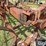 crustbuster-36'-hydraulic-fold-springtooth-w/3-bar-harrow-image-18