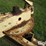 big-ox-10'-rear-mounted-blade-image-14