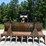 2016-caterpillar-d5k2-lgp-image-2