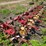 3pt-noble-6-row-cultivator-image-3
