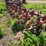 3pt-noble-6-row-cultivator-image-4