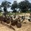 kmc-6-row-ripper-bedder-image-3