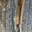 #127-•-2015-kenworth-log-truck-image-80