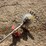 #46-•-redmax-zenoalt-weedeater-with-saw-blade-attach-image-10