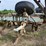 kmc-6-row-ripper-bedder-image-11