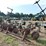 kmc-6-row-ripper-bedder-image-8