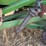 john-deere-843-image-4