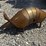 #103-•-metal-art---armadillo-image-1