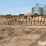 steel-tubing-bale-feeders-image-4