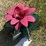 #99-•-metal-art---small-cactus-w/-pink-flower-image-3