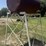 #46-•-500-gallon-gravity-diesel-tank-on-stand-image-3