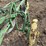 john-deere-pull-type-two-bottom-plow-image-11