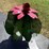 #94-•-metal-art---small-cactus-w/-pink-flower-image-1