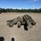 21x-round-wood-poles-image-3