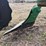 john-deere-pull-type-two-bottom-plow-image-19