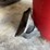 craftsman-20-gallon-wet-dry-shop-vac-vacuum-model-113.177621-image-6