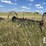 john-deere-dump-day-rake-6972-image-1