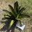 #101-•-metal-art---aloe-or-yucca-plant-image-4