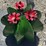#148-•-metal-art---large-cactus-w/-pink-flowers-image-3