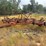 morris-cp519-chisel-plow-image-2