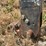 case-ih-3-image-16