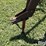 new-holland-56-image-9