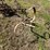 #9906-•-allis-chalmers-cultivator-image-6