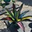 #146-•-metal-art---multi-color-aloe-or-yucca-plant-image-1