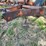 allis-chalmers-1300-image-19