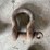 antique-cast-iron-farm-tractor-shackle-clevis-hardware-lot-image-3