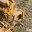 allis-chalmers-2-image-18