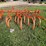 #9916-•-allis-chalmers-snap-coupler-field-cultivator-image-4