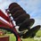 case-ih-496-image-20
