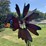 #159-•-metal-art---cardinal-windmill-image-3