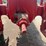 mccormick-farmall-h-tractor-image-28