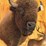 offsite---buffalo-mount-image-2