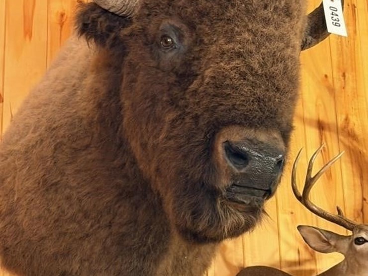 offsite---buffalo-mount-image-2