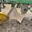 john-deere-two-bottom-plow-image-11