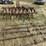 ih-cultivator-8248-image-3