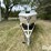 2007-cobalt-232-24'-boat-w/trailer-image-2