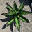 #137-•-metal-art---aloe-or-yucca-plant-image-3