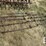 ih-cultivator-8248-image-2