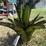 #101-•-metal-art---aloe-or-yucca-plant-image-1