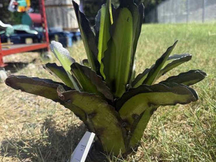 #101-•-metal-art---aloe-or-yucca-plant-image-1