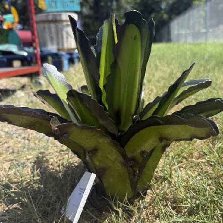 #101 • Metal Art - Aloe or Yucca Plant