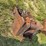 #2698-•-bobcat-bucket-image-2