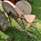 #9953-•-antique-grinding-wheel-image-3