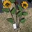 #98-•-metal-art---sunflower-bouquet-w/-ladybug-image-1