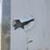 #78-•-2018-freedom-cargo-trailer-w/-converted-flatbed-image-17