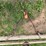 #9960-•-antique-vise-and-sweep-image-4